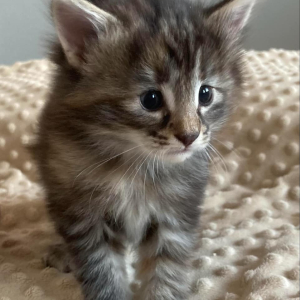 messenger_creation_041ef578-205a-4291-885d-c3d7fad8d585