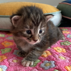 messenger_creation_10497d96-f9e2-431b-a484-7b02d2327378