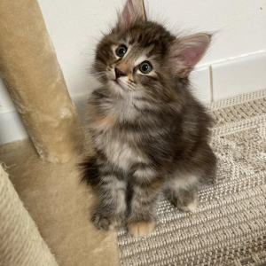 messenger_creation_4675d1d7-12e7-49cf-95d2-59724bc0ab67